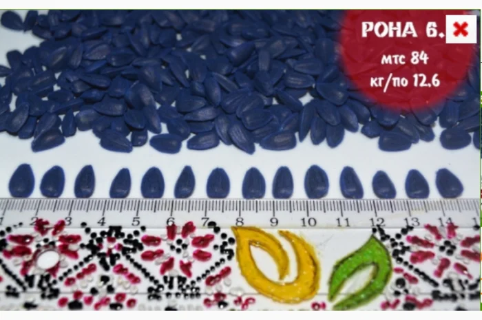 Високоврожайні насіння соняшнику під гербіцид Експрес- фото № 8