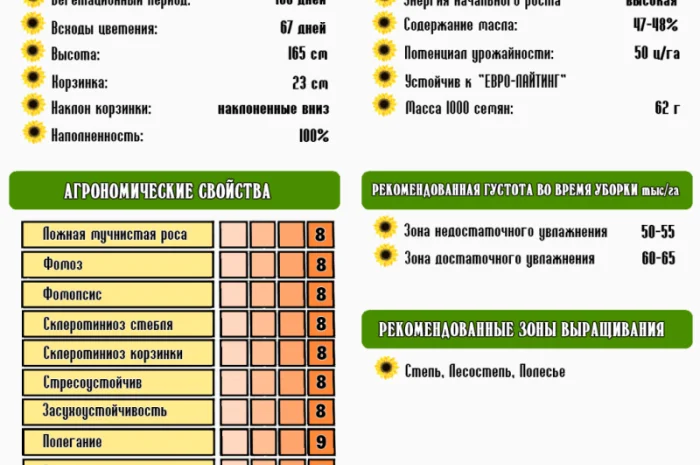 Семена подсолнечника Ново-Алье в продаже- фото № 2