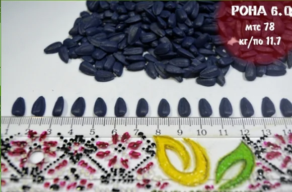 Семена соняшника Рона - якісні та стійкі- фото № 1