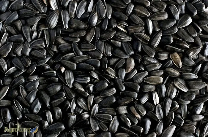 Купуємо соняшник та насіння- фото № 1