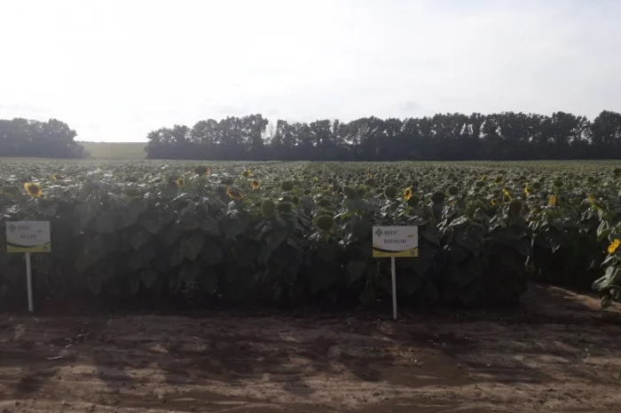 Соняшник Шенон - стійкий до заразихи + 50 гр Гранстара. Новинка- фото № 1