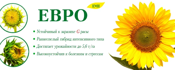 Продаж насіння соняшника Євро (100 дн) - стійкий до 7 рас заразихи- фото № 1