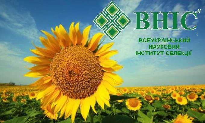 Ультра ранні насіння соняшника від виробника- фото № 1