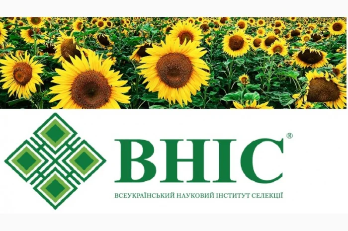 Семена соняшника під Гранстар від виробника- фото № 1