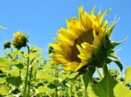 Соняшник Бастен – стійкий до Гранстару- фото № 1