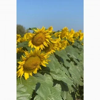 Подсолнечник Неймар Плюс – высокоурожайный гибрид- фото № 1