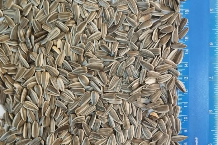 Продается смугастый подсолнечник- фото № 1