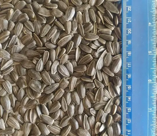 Продаж підсолнуху сорту СПК 3.8+- фото № 1