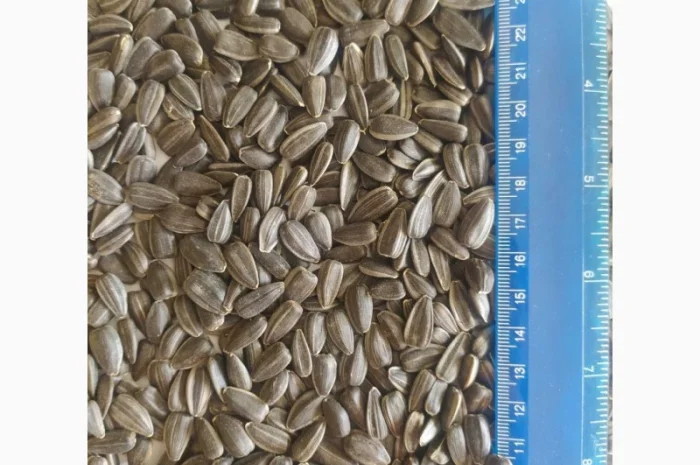 Продажа подсолнечника Лакомка оптом- фото № 1