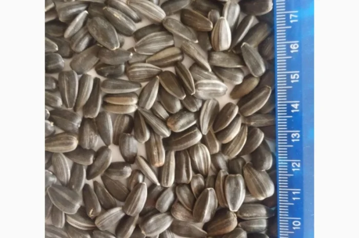 Продаются семена подсолнечника сорта СПК- фото № 1