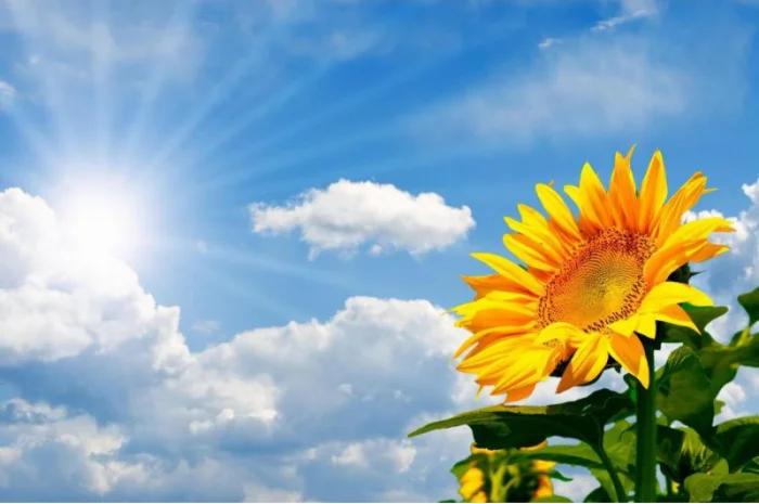 Куплю подсолнечник на самовывоз в Полтаве- фото № 1