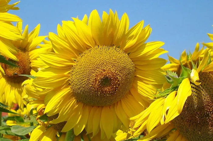 Насіння соняшнику РІМІСОЛ Clearfield, Днепропетровская обл.- фото № 1