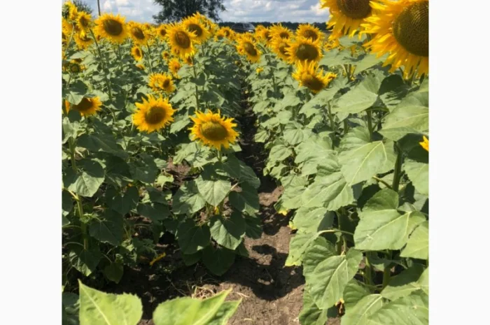 Насіння соняшнику НСХ 8005 (Гранстар) у продажу- фото № 1