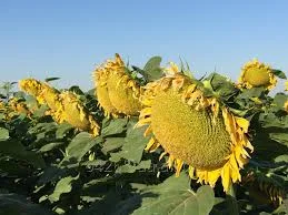 Насіння гібриду Лейіла – високоолійний соняшник- фото № 1