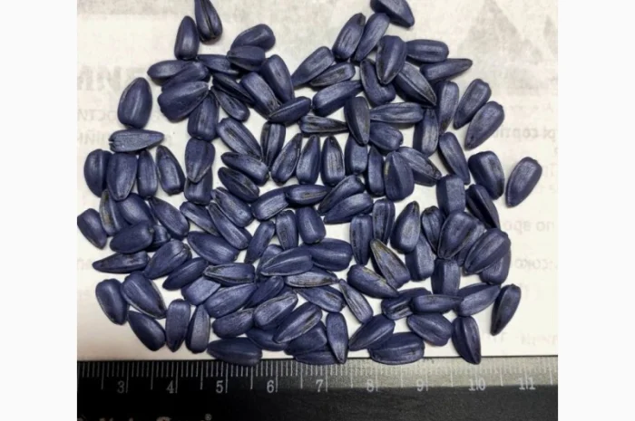 Насіння соняшника Азимут (Гранстар) – у продажу- фото № 3