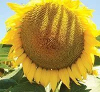 Насіння соняшнику НС Х 8005 (Експрес) в Дніпрі- фото № 1