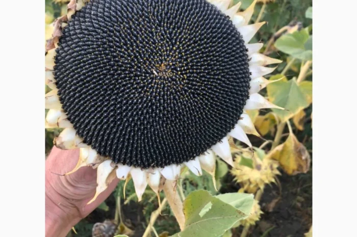 Насіння соняшнику Неймар Плюс для продажа в Днепре- фото № 1