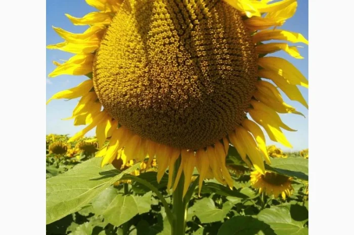 Насіння соняшнику гібрид ЄВРО (стандарт) (екстра) ТМ "ЛІСТ"- фото № 1