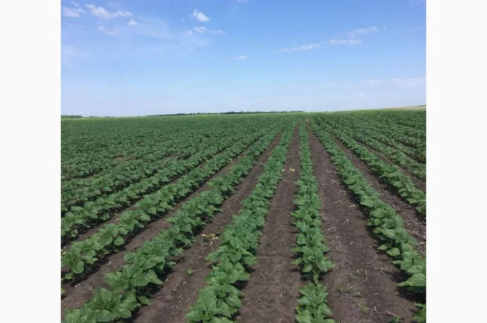 Неймар плюс насіння соняшнику- фото № 1