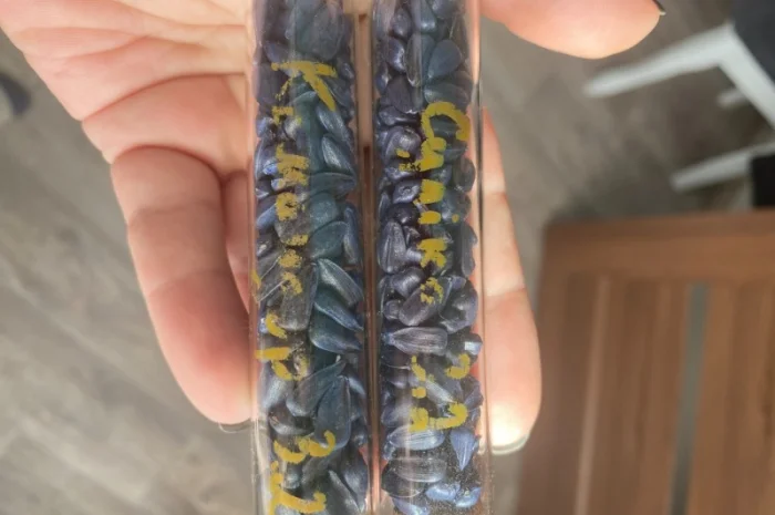 Насіння соняшнику гібрид Командор 777- фото № 1