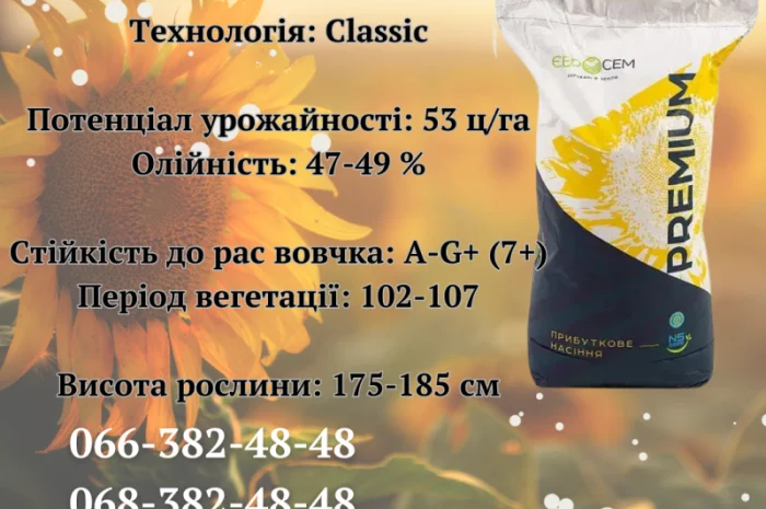 Насіння соняшнику Авалон 7+ (NS 6046) – гібрид для продажі- фото № 1