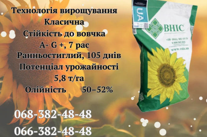 Насіння соняшника ЛАЙМ (екстра) 2023 року- фото № 1