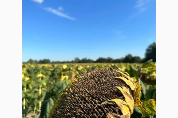 Насіння соняшнику МАГНУМ- фото № 2