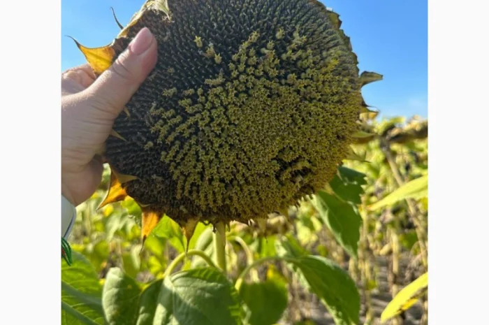 АЛЬМЕРА насіння соняшнику- фото № 2