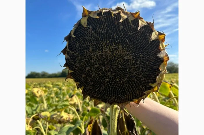 Командор 777 насіння соняшнику- фото № 2