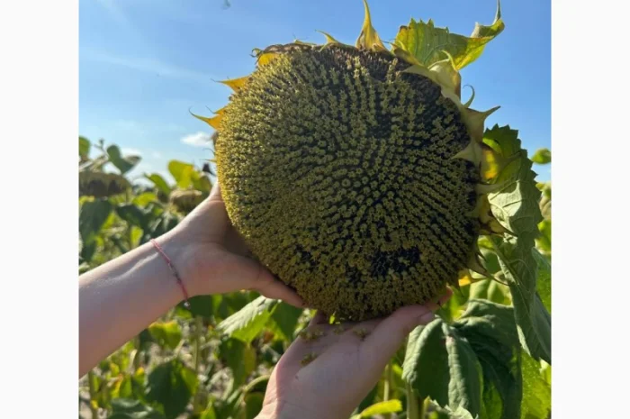 Продам насіння соняшнику БАСТЕН- фото № 1