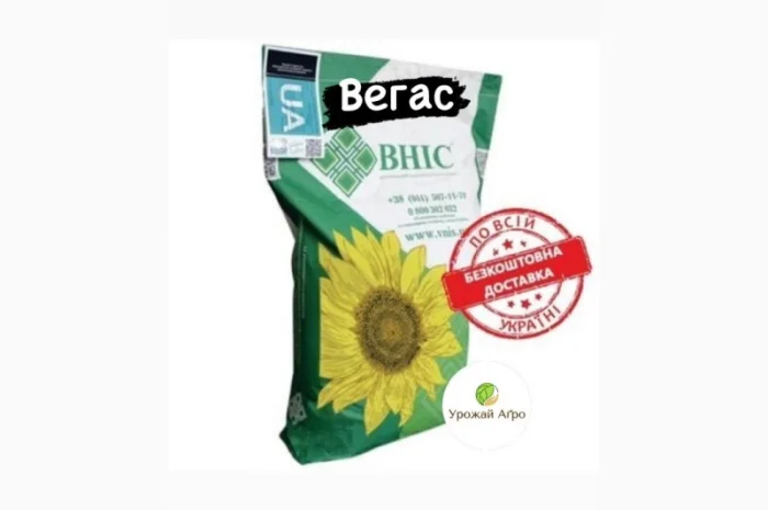 ВЕГАС насіння соняшнику- фото № 1