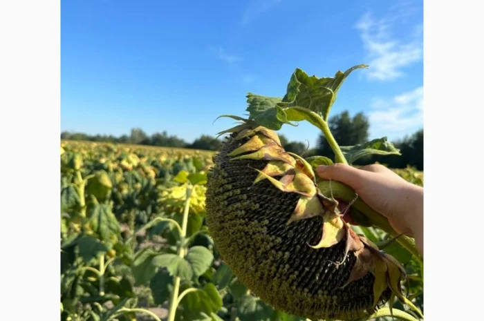 АМАТО насіння соняшнику- фото № 2