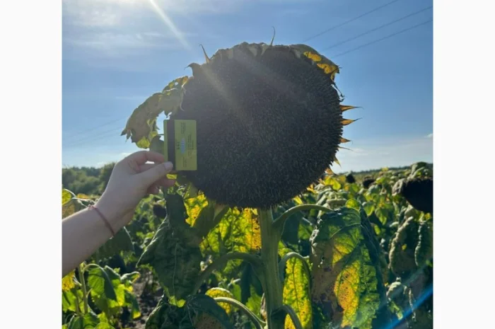 ФОЛК насіння соняшнику- фото № 1