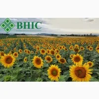 ШЕНОН насіння соняшнику ВНІС- фото № 1