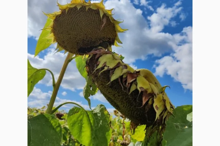 Продажа семян подсолнечника Альдазор (Экстра)(Стандарт)- фото № 1