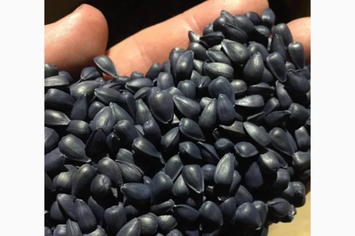 Насіння соняшника САНТОС ПЛЮС (екстра) (Стандарт), ТОВ "ТК Арт-Агро", Україна- фото № 1