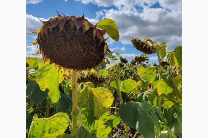 Насіння соняшника САНТОС ПЛЮС (екстра) (Стандарт), ТОВ "ТК Арт-Агро", Україна- фото № 2