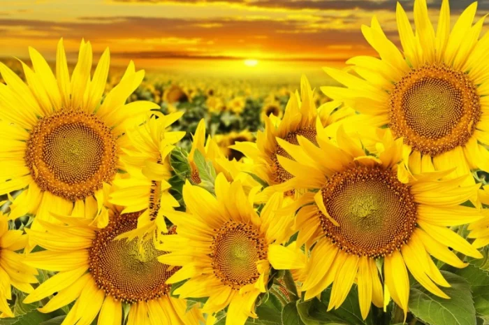 Закупаем подсолнечник дорого- фото № 1