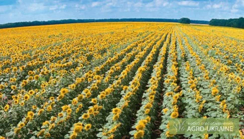 Семена соняшника гібрида Ясон F1- фото № 1