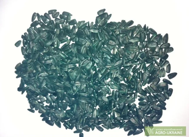 Продам семена подсолнечника, супер стойкий к засухе сорт Тайфун- фото № 1