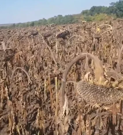 Семена суперраннего подсолнечника СУР- фото № 2