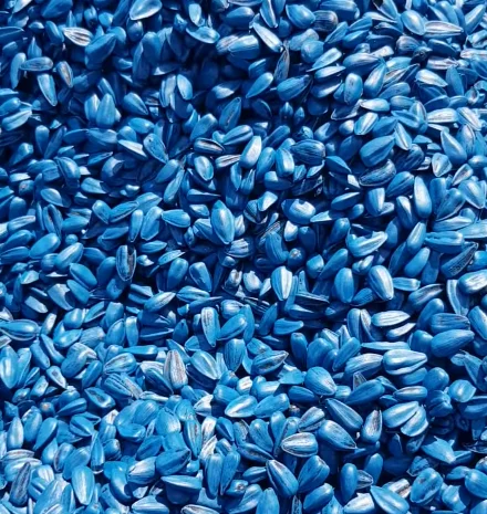 Семена суперраннего подсолнечника СУР- фото № 3