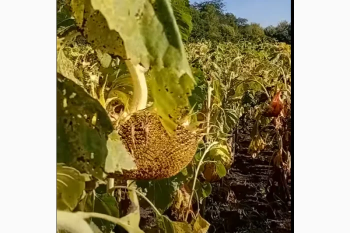 Семена суперраннего подсолнечника СУР- фото № 4