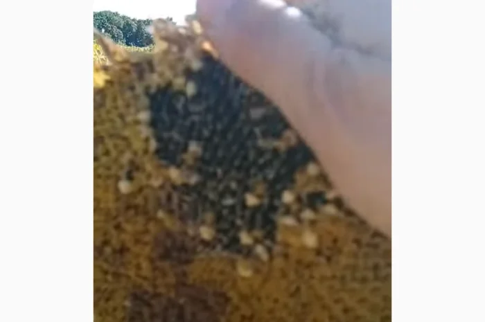 Семена суперраннего подсолнечника СУР- фото № 5