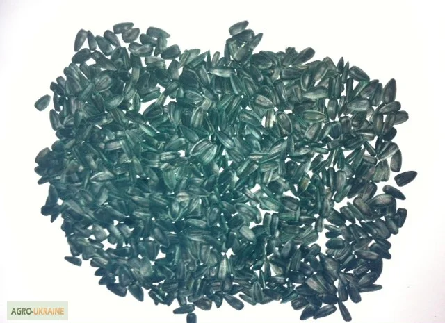 Семена подсолнечника, сорт супер стойкий к засухе "Тайфун"- фото № 1