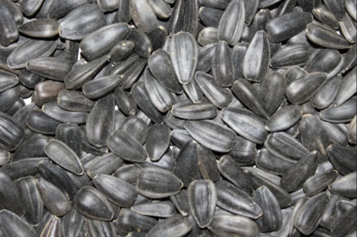 Семена подсолнечника сорта Донской 60- фото № 1