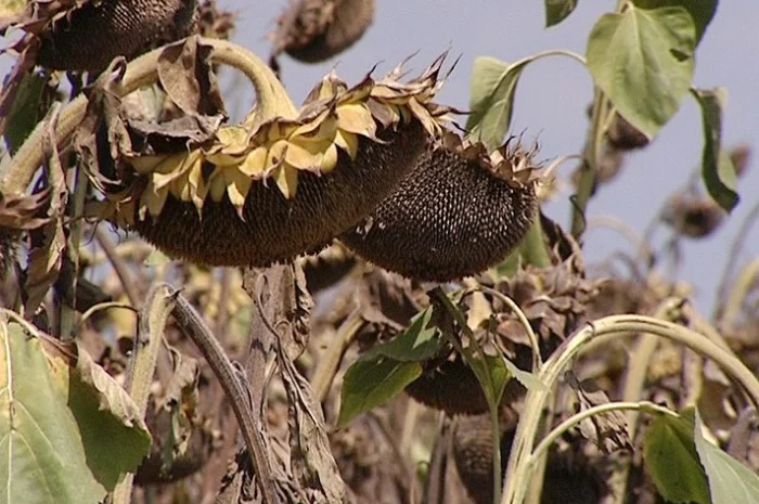 Семена соняшника гібрида F1 Рембо- фото № 1