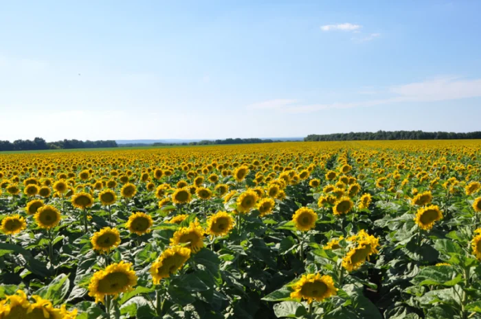 Семена соняшника "Ліміт" на продаж- фото № 1