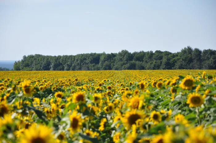 Семена соняшника "Ліміт" на продаж- фото № 2