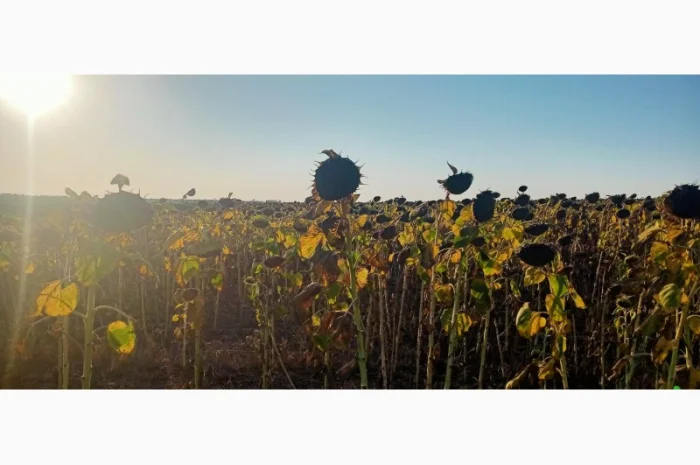 Семена соняшника "Ліміт" на продаж- фото № 3